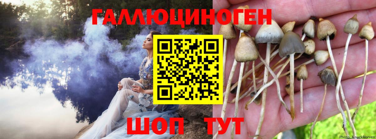Галлюциногенные грибы Psilocybine cubensis Кушва